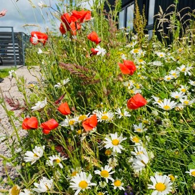 lollipoppet01's profile picture.