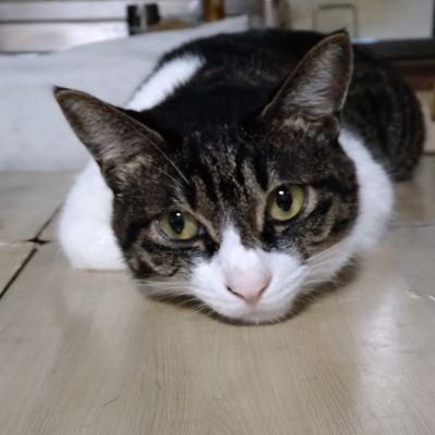 猫のくうちゃん♀14歳、きなこ♂9歳、はな♀、まる♀二匹は姉妹7歳4匹のペットに毎日癒やされてます、
色んな日々の姿を皆さんにも見ていただけたら幸せです🏵
宣伝です…小説家になろうにて、恋愛小説投稿してます。ツイッターでもあげてます。@hanamaru_narouです。どうぞよろしくおねがいします。