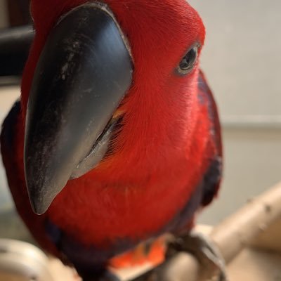 都内在住😊左官業を営みつつ  オオハナインコのペアのハナちゃんとオーちゃん🦜オキナインコのズンちゃんと賑やかな毎日を過ごしています。日々の他愛のない事をツイートしていきますのでよろしくお願いします🤲🥺