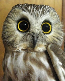 houhouowl's profile picture. 情報収集用アカウントです。ほうほう。