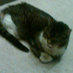 arnie oelke (@piratekitty21) Twitter profile photo arnie oelke (@piratekitty21) Twitter profile photo