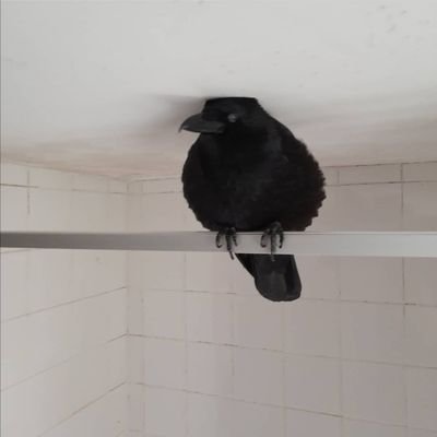 Даня, которая крейзи | рестさんのプロフィール画像