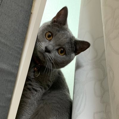 ・ω・*)ノнёιιο!無言フォローすみません無言フォロー大歓迎‖🐈⬛モノ(シャルトリュー♀🎂2020.08.08 🏠2020.12.17)&😇らいらママ(♀20↑)❤️➡️猫様/KINGLYMASK/Libera(Mushrafi兄弟推し)/デラデラ/爆撃機/義烈空挺隊/御朱印…雑多垢!