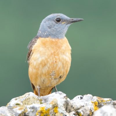 fotógrafo amateur de aves y otros bichos,( también de paisaje ocasionalmente)