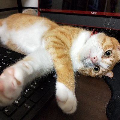 シナリオライター兼ヒカセンとして、日々奮闘中。 猫ほのかくんが相棒。CD、イベント、ゲーム等のシナリオ作成のお仕事してます。
★仕事等の問い合わせはブログのメールフォーム、もしくはkojitaka_55☆https://t.co/MXnasdHvzx(☆を@に)よりお願いします。
※リフォローは友人、知人のみにさせていただいております。