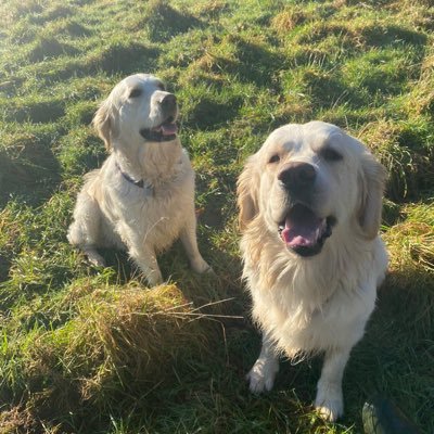 Wife, mother and grandmother. Living the quiet life. Owned by Evie and Finn, Golden Retrievers.