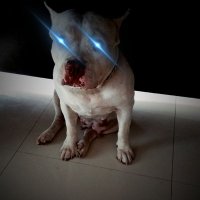 XRP de Lupo (@debugsy) Twitter profile photo