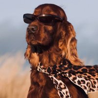 twoja stara (@supeeruser) 's Twitter Profile