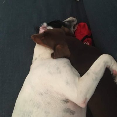 deanthedoggo's profile picture. Just a couple of weirdo dog living our best lives!