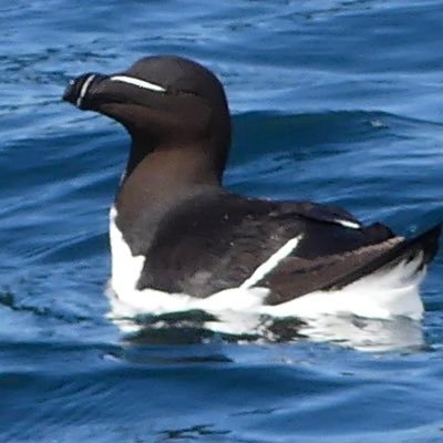 Sharing Wildlife Images & Videos from Inverness, Scotland taken by Josh Age 14