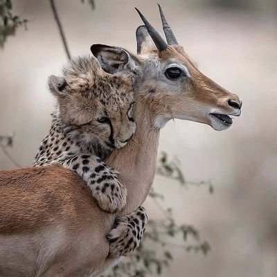 Alfredogarduno1's profile picture. 