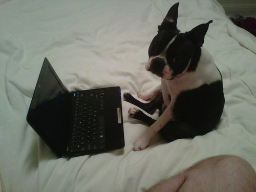 FrankietheBT's profile picture. I'm Benjamin Franklin, but please, call me Frankie, I am a Boston Terrier.