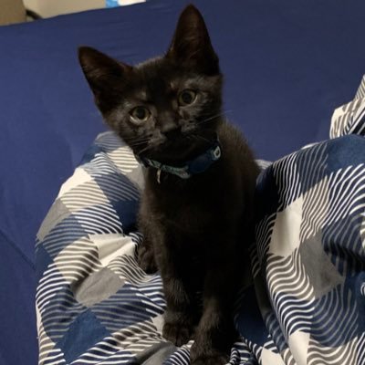 bilavalid's profile picture. 