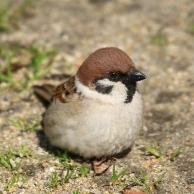 もふもふ好き