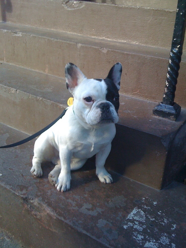 Husband. Proud father. French Bulldog owner. Marketer. Foodie. Music snob. Sports fan. Bacon, bourbon, and beer advocate.
