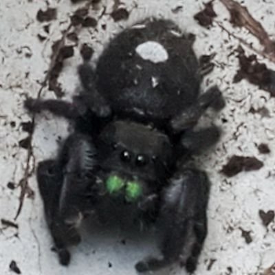 planstoprosperu's profile picture. 