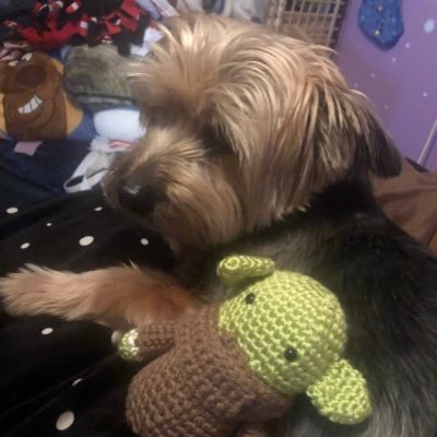 OverlordYorkie's profile picture. 