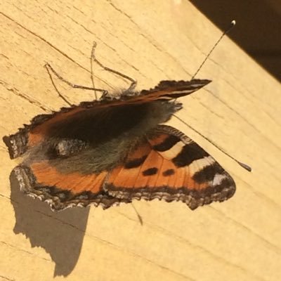 40Zycie's profile picture. Życie po 50 liberał jednostka w centrum, a państwo obok