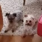 kokochanpuu's profile picture. 