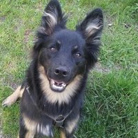 Foxytocin (@foxytocin4) 's Twitter Profile