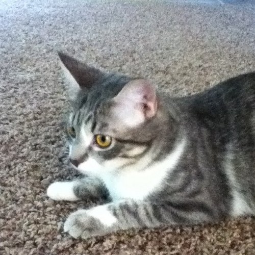 Indythecat143's profile picture. Im indy a 3 year old cat and @Wyattb_143 is my owner even though i dont want him to be.