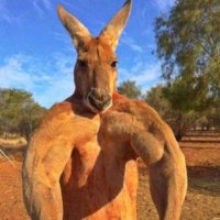 R (@robear_st) 's Twitter Profile