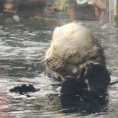 Otterさんのプロフィール画像