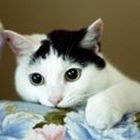 WINSTON D'SILVA (@winstondsilva) 's Twitter Profile Photo WINSTON D'SILVA (@winstondsilva) 's Twitter Profile Photo