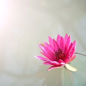 simplytienntien's profile picture. 