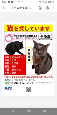 迷子の黒猫を探しています。