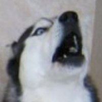 kale (@kaleiscringe) 's Twitter Profile