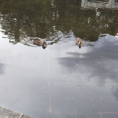 相模原市矢部駅近くで学習支援居場所始めました！zoomでも学習支援居場所やってます　全国どこからでも　毎週日曜日の午前中
ボランティアさんとお話だけでも可　できることから一歩を
＃居場所　
かけはし代表です
お気軽にＤMください！
学生主体でやってます
下記のホームページへ
#1on1募集　お気軽にDM