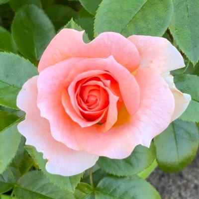 Celebrating roses & horticulture. Promoting rose breeders (BARB), Rose of the Year, British-grown roses. Images copyright Roses UK, rose breeders, growers.