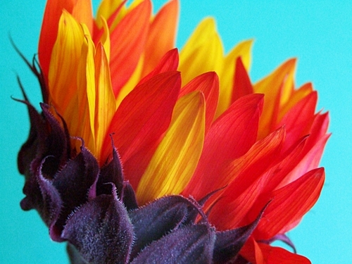 TransitionWHamp's profile picture. Welcome to Transition Town West Hampstead! Follow us for local updates or email us to get involved: transition_whamp@hotmail.co.uk