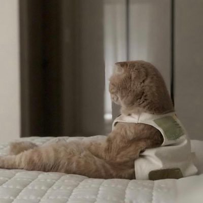 PanGF2's profile picture. 