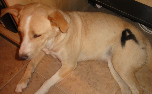 Dog of @Spencer_PLL and @JoelCourtney_GF follow them!