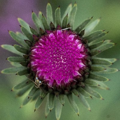 Holistikerin's profile picture. 