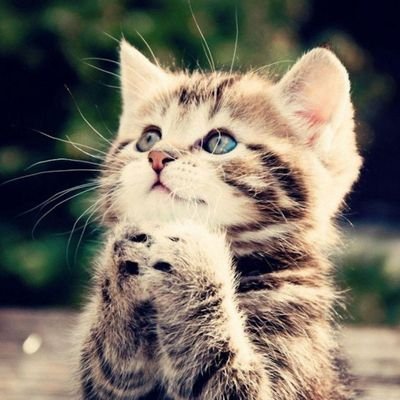 iamnavyap3's profile picture. OCD(Obsessive Cat Disorder)🐈