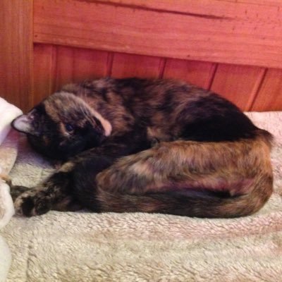 vamc1986's profile picture. Switch code SW-1553-1052-9631.  Psn Vamc1986. Metalcore/Rock fan usually at a gig  @notsa666 ❤