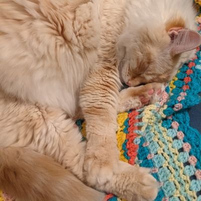 A twitter authority on cats and knitting.