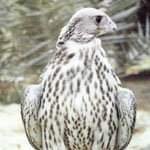 Enadd0's profile picture. ‏‏‏‏‏‏خريج جامعي.
خ/باحث اجتماعي مساعد.