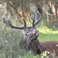 Deer Videos(@deer_videos) 's Twitter Profile Photo