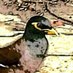 Common Myna (@mynacommon) Twitter profile photo Common Myna (@mynacommon) Twitter profile photo