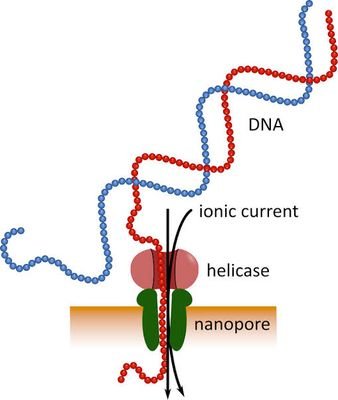 A happy nanopore researcher Tweets about opportunities in Nanopore research | Looking for collaborations and discussions | mention for RT ⭕