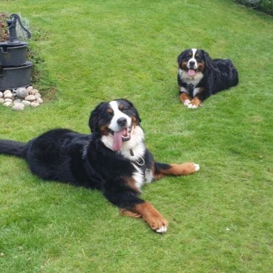 BrothersTomassi's profile picture. We are two Bernese Mountain Dogs from West Didsbury, who enjoy hugs, treats, chewing shoes and sitting on each other and on our humans’ laps.