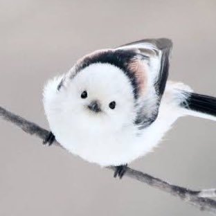 YY14195535's profile picture. まるまる