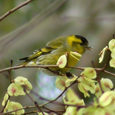 Conta adicada ao coñecemento da natureza en xeral, mais en especial ás aves galegas.