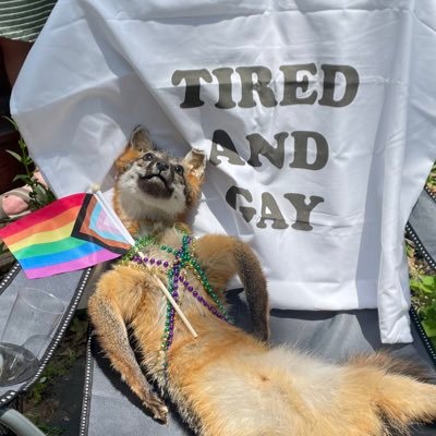 pastasaucecat's profile picture. hello i am pasta sauce i am a normal cat just like all of you