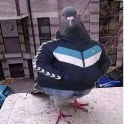 You've never seen a pigeon with this fit before