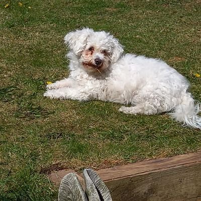 Maisie_bichon Profile Picture